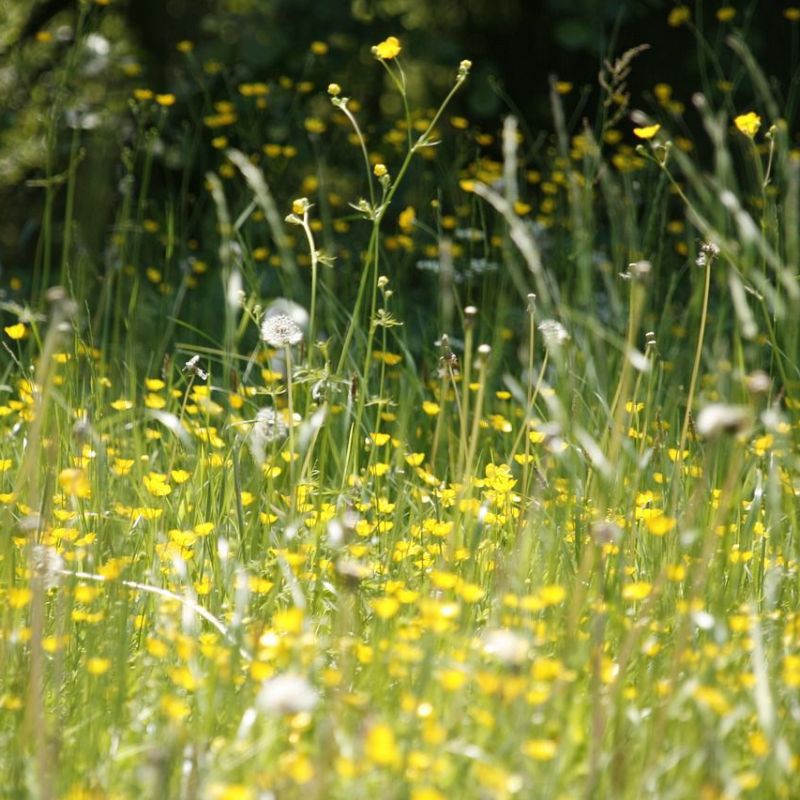 CAPÍTULO 19. Alergias&nbsp;respiratorias